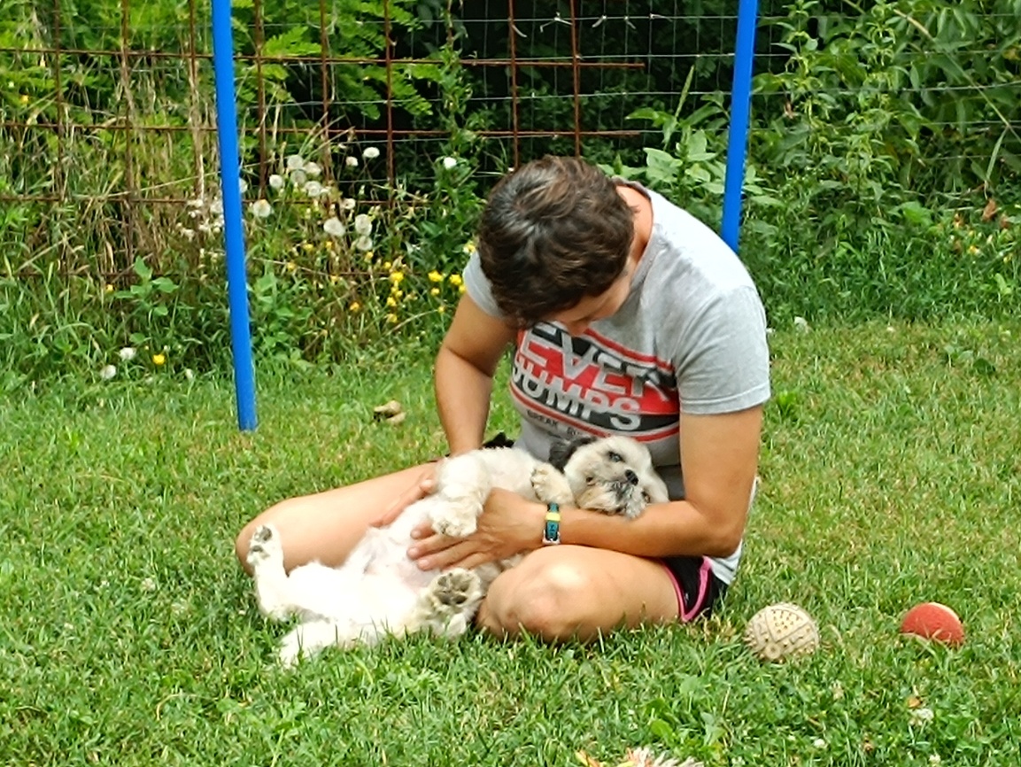 családi kutyaiskola